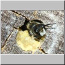 Heriades truncorum - Loecherbiene 08a 6mm.jpg